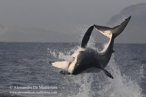 El tiburón blanco es una especie vulnerable y está sujeta a protección para Ante esta
