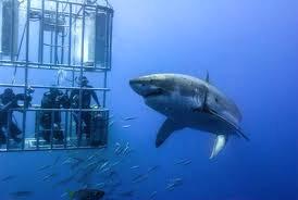 El tiburón blanco es una especie vulnerable y está sujeta a protección para su conservación.