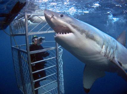 Alistamiento del tiburón blanco. El avistamiento con tiburón blanco se produce en una jaula hecha de acero inoxidable con capacidad para cuatro personas, que desciende a 10 metros durante 20 minutos.