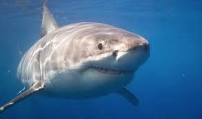 PRECAUCIONES. El tiburón blanco es una especie vulnerable y está sujeta a protección para su conservación. Está estrictamente prohibida la captura o manipulación de tiburón blanco.