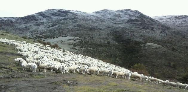Para las explotaciones de ovino caprino que dispongan de la autorización correspondiente para gestionar