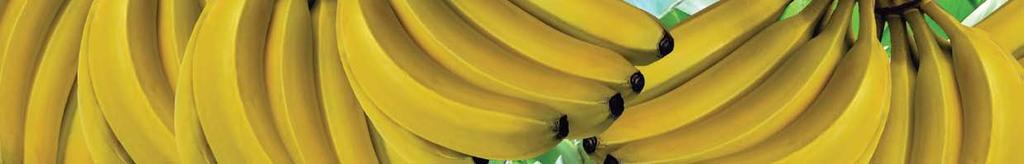 HECHOS IMPORTANTES ACERCA DE LA BANANA La banana es una planta herbácea del género Musa. Se trata de un importante alimento básico en todo el mundo y se cultiva comercialmente en más de 100 países.