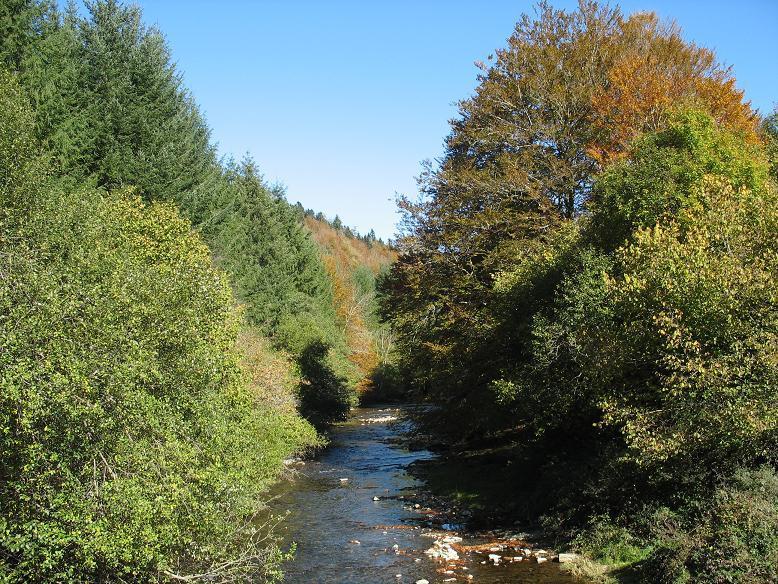 Se producen algunas afecciones sobre la continuidad de la vegetación de ribera debido al paso de algunas pistas forestales o a la instalación de zonas de