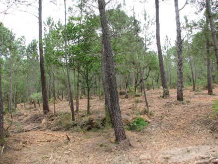 GESTIÓN FORESTAL Gestión forestal de