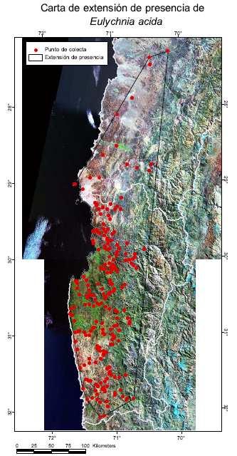 Figura 2: Población de Eulychnia acida en el sector de Gualliguaica en el Valle del Elqui (Región