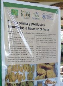 PLANES 2016 Propuesta a Harvest Plus LAC Proyecto : "Difusión y promoción para la producción y consumo de cultivares de camote en comunidades rurales de Panamá" Act.