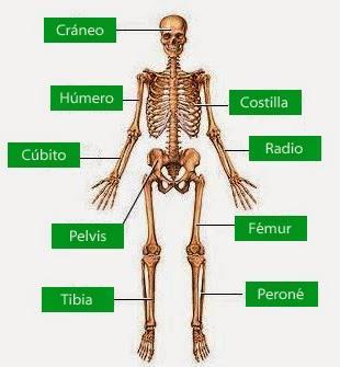 protección a los órganos y tejidos internos: Soporte Los huesos proveen un cuadro rígido de soporte para los músculos y tejidos blandos.