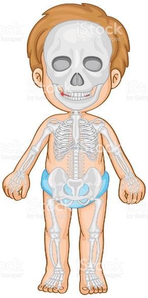 Clasificación Los huesos poseen formas muy variadas y cumplen varias funciones.