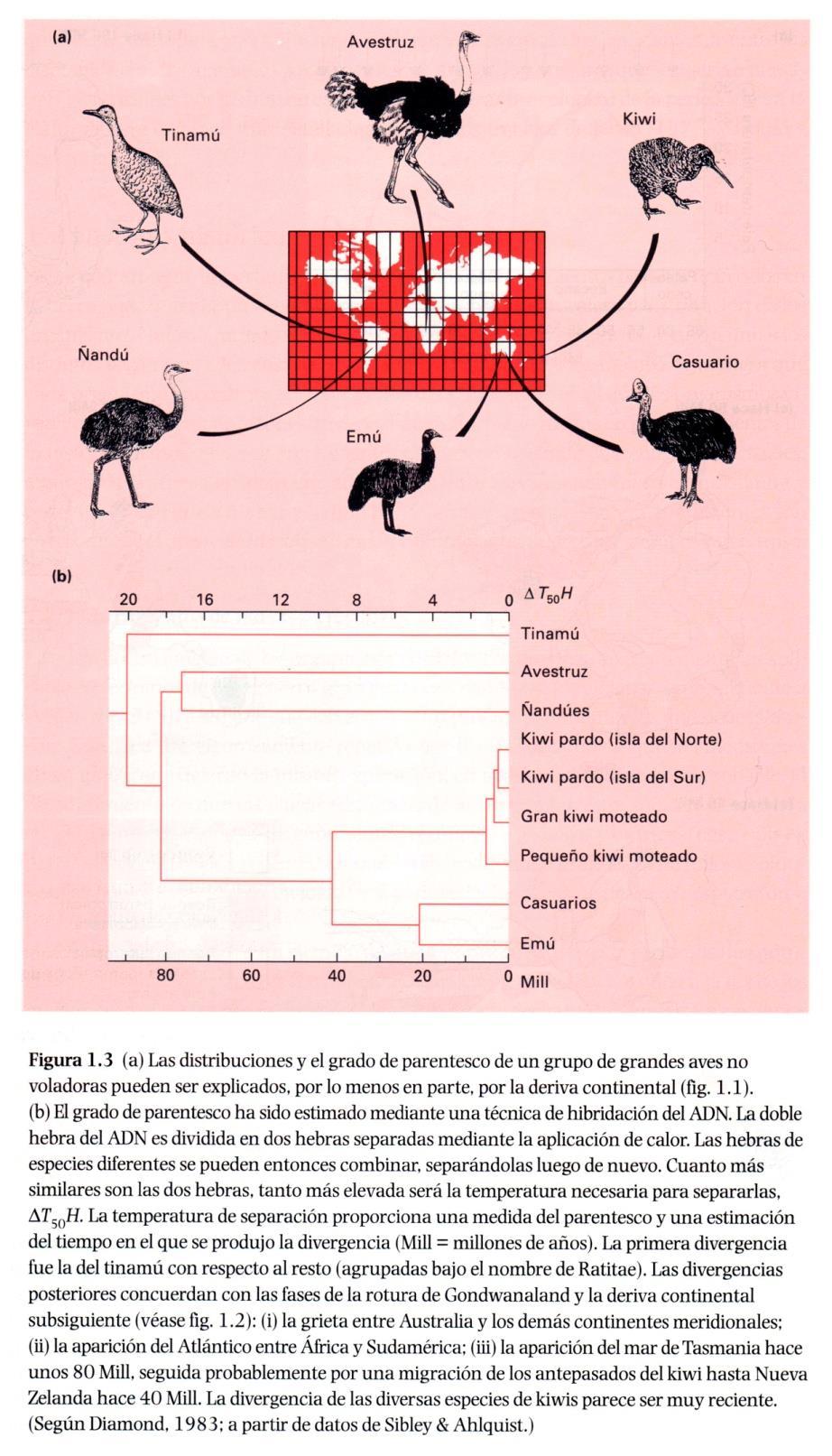 2. Historia geológica y climática La distribución mundial de muchos grupos taxonómicos de fauna y flora sólo