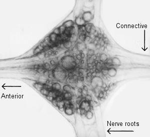 Neuronas premotoras