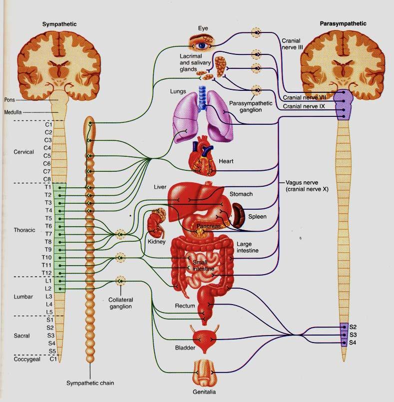 SISTEMA MOTOR SOMATICO control del movimiento AUTONOMO control del medio interno SIMPATICO PARASIMPATICO SNC corteza cerebral tronco cerebral médula espinal médula espinal T1-L2 tallo cerebral y