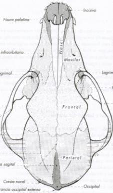- Conchas etmoidales (endo y ectoturbinados) - Concha nasal dorsal (endoturbinalia I) - Concha nasal ventral