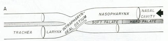 Nasofaringe Limita rostralmente con las coanas y caudalmente con el arco palatofaríngeo (unión de los pliegues palatofaríngeos que unen el paladar blando con la pared de la nasofaringe).