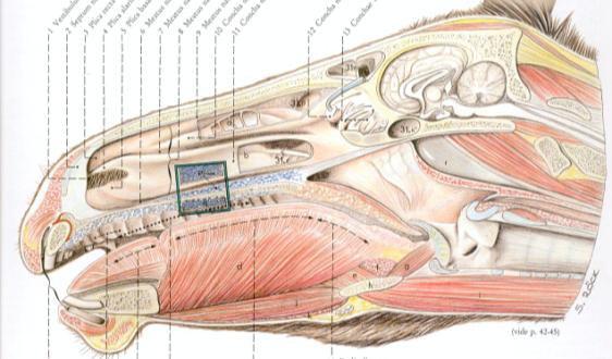 Vías aéreas de cuello LARINGE: Conducto formado por un conjunto de cartílagos, ligamentos y músculos.