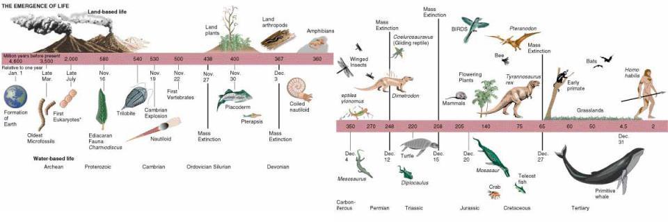 UN POCO DE HISTORIA LEJANA Han existido 450 millones de especies (4.600 millones de años). En la actualidad existen 40 a 80 millones spp. (algunos dicen 100 millones).