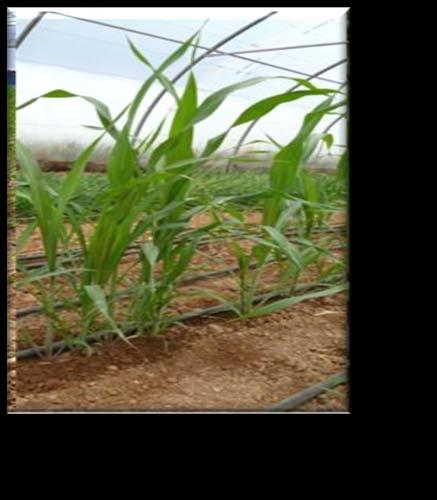 Etapas de crecimiento cultivo de sorgo