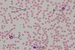Globuls vermells: els eritròcits humans