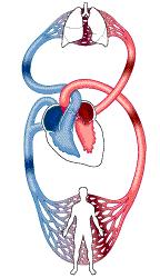 1 EL COR És l òrgan encarregat d impulsar la sang a pels vasos sanguinis.