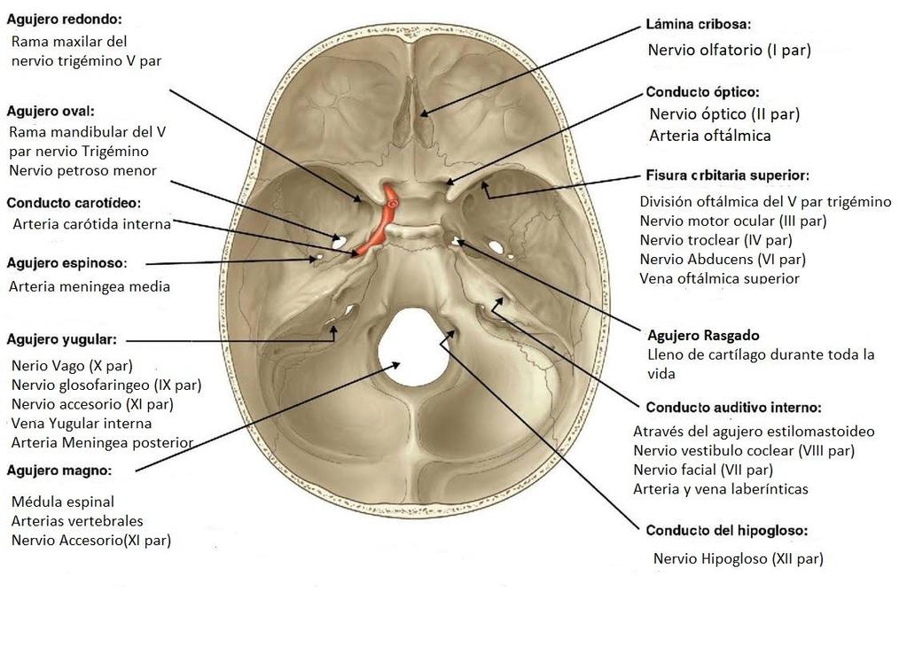 Vias vasculares y nerviosas de salida y entrada de la cavidad craneal Principales Nervios ( pares craneales): o Nervio olfatorio ( I par): Lámina cribiforme o Nervio óptico (II par): Foramen óptico o