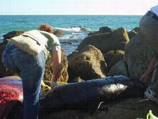 Asociación Hércules. Los miembros de este grupo han atendido todos los varamientos de especies marinas amenazadas que se han producido en el litoral del término municipal de Chiclana.