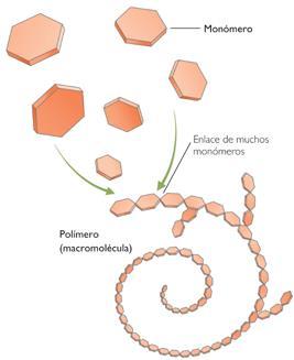 Polimerización OMOPOLÍMEROS monómeros