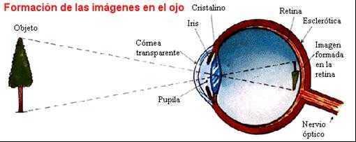Visión Formación de la imagen en la retina La formación de la imagen es invertida en la retina, dado