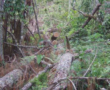 donde existen árboles de pino con diámetros superiores a 60 cm, que fueron cortados como franja preventiva para el control del ataque del Dendroctonus frontalis.