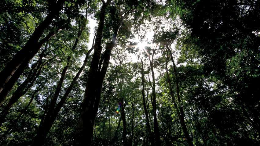 12:00-13:30 13:30-15:30 Almuerzo Panel 2: El estado actual del Manejo Forestal Comunitario en Mesoamérica y los retos de su sostenibilidad La forestería comunitaria en Guatemala: historia y retos