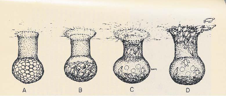 Fig. 4, En la figura A se observa la forma del nido en forma de cantarito, donde los huevos se colocan, en la B se observan a las tortuguitas recién eclosionadas.