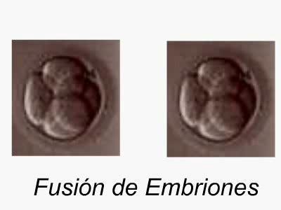 Fusión de Embriones