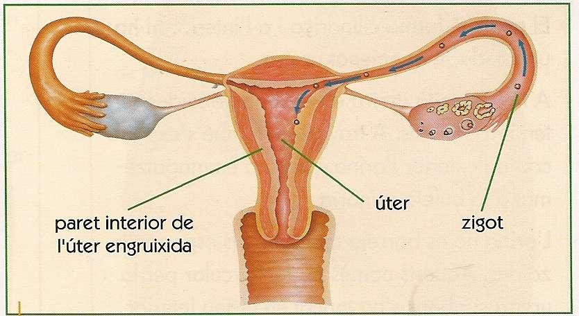EMBRIÓ I FETUS El zigot baixa per la trompa fins a l úter i s adhereix a l endometri. El zigot comença a créixer i es transforma en embrió.