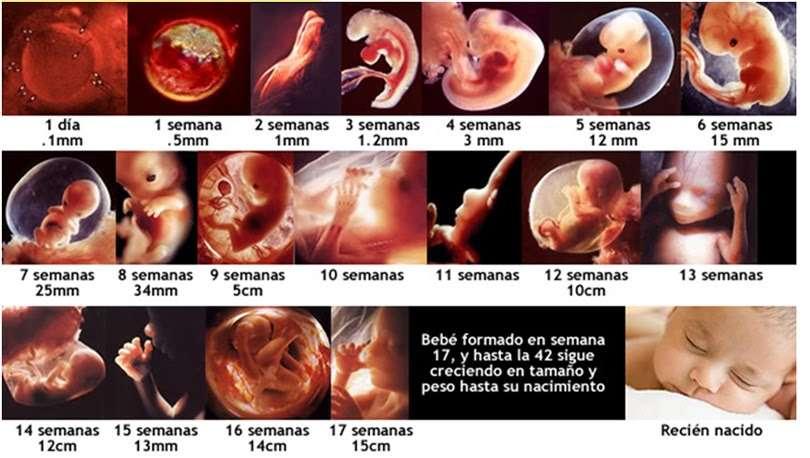 Al 2n mes l embrió ja té un aspecte semblant al d un bebè i s anomena fetus.
