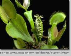 - Mimosa cierra sus hojas, o las plantas carnívoras atrapan insectos.