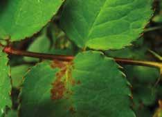 SINTOMATOLOGÍA MÉTODOS DE CONTROL Los síntomas de mildeo velloso se presentan en follaje, tallos, pedúnculo, cáliz y pétalos.