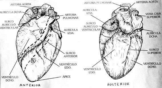 Entre los dos ventrículos se observa el surco anterior, que recorre oblicuamente el corazón pero no termina en su vértice.
