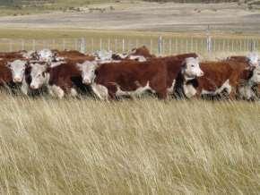 Tipo de animal que se produce Ternero/as destete marzo mayo 150-180 kg Recría Invernada Vaca