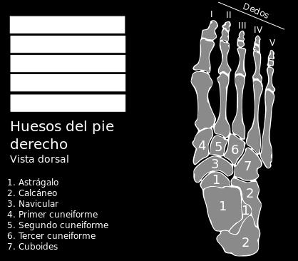 Órtesis impresa en 3D para el tratamiento de Pie Bot El pie se mueve en relación a la pierna con el auxilio de músculos extensores y flexores.