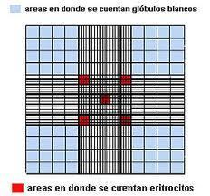RECUENTO DE GLÓBULOS ROJOS CÁLCULOS: Se usa el retículo de Thoma en el que se cuentan 5 cuadrados secundarios (80 cuadrados terciarios).