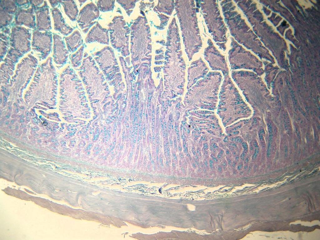 4- a- Menciona las capas indicadas en la siguiente imagen microscópica de intestino delgado: b- Indica qué capa histológica de la pared intestinal no se observa en la