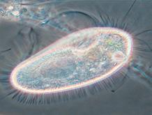IDEA CLAVE Los protozoos son: unicelulares, eucariotas, heterótrofos, se reproducen mediante división celular, viven en medios acuosos y pueden ser perjudiciales o beneficiosos.