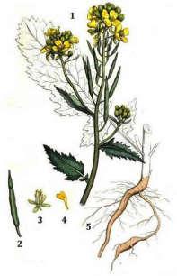 - Mastuerzo (Lepidium sativum) - Mastuerzo silvestre (Coronopus squamatus - Maca peruana (Lepidium meyenii) - Matacandil (Sisymbrium irio - Mostaza blanca (Sinapis