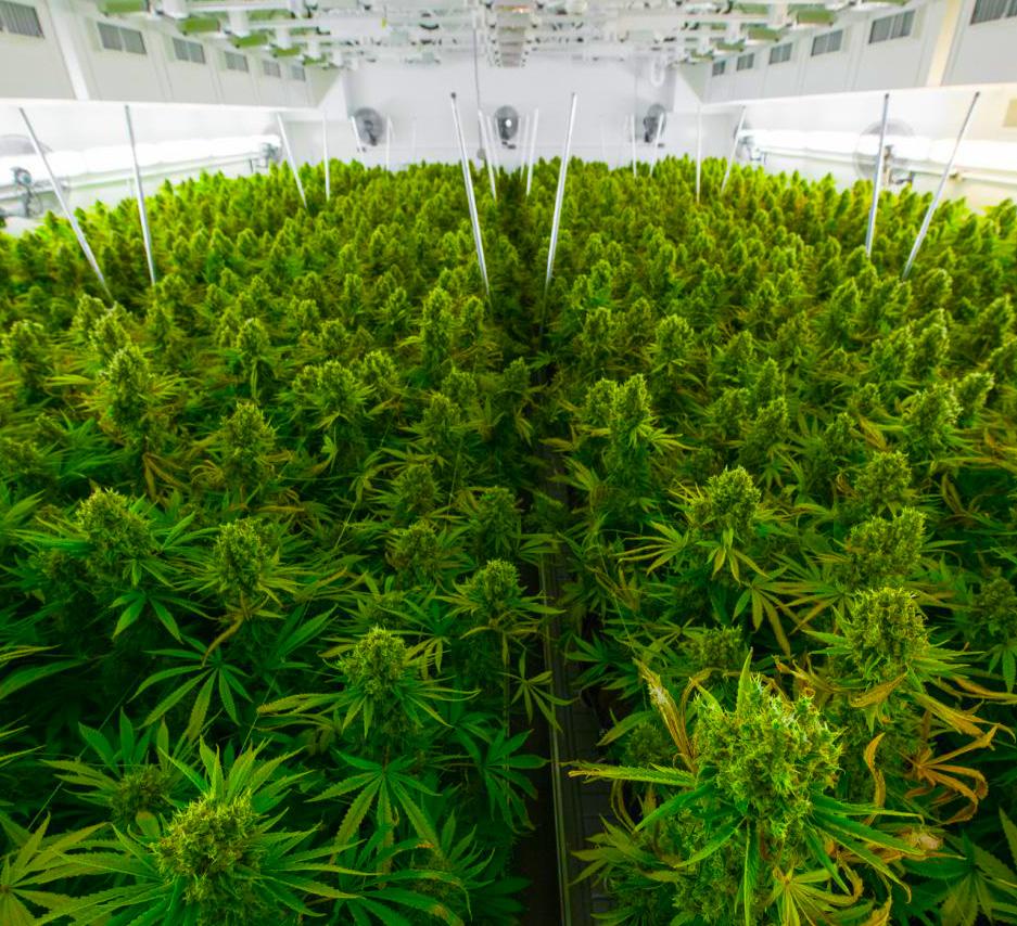 De acuerdo con un estudio preparado para el congreso de Estados Unidos 4, aproximadamente 30 países de Europa, Asia y América actualmente permiten el cultivo de plantas de cáñamo (cannabis no
