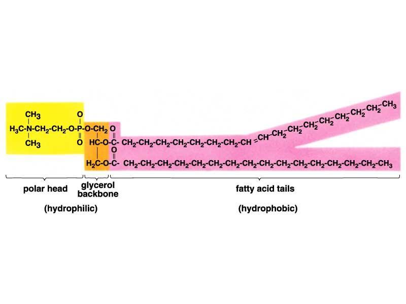 Ceras: número variable de ácidos grasos unidos a un alcohol de cadena larga.