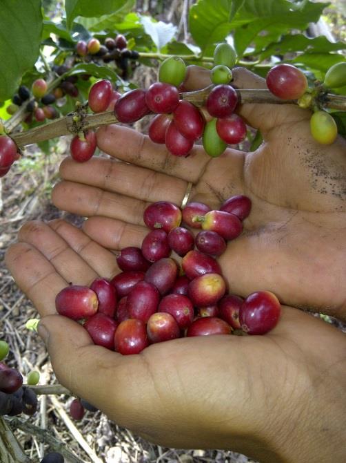 USOS Y UTILIDAD DE LA PLANTA DE CAFÉ Sembrar plantas de café nos proporciona, además de los granos puros para preparar nuestra bebida, la hermosura de esta planta con su