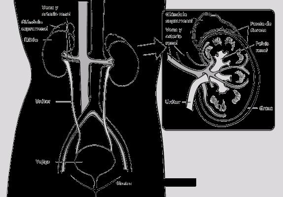 El riñón Pida a su médico que use la imagen para que le indique en dónde se ubica el cáncer Los riñones Usted tiene dos riñones. Estos tienen forma de frijol y aproximadamente el tamaño de un puño.