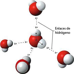 En el hielo todas las moléculas se hallan unidas por enlaces de H, constituyendo una red regular.