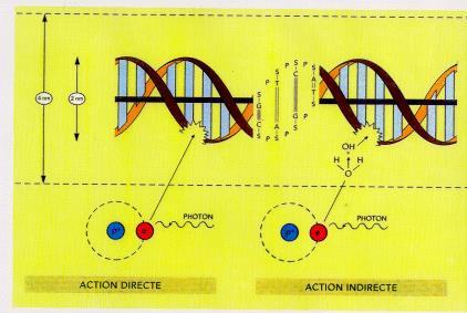 Interacción de la radiación con ADN ACCION DIRECTA ACCION INDIRECTA