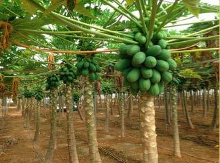 Líneas de trabajo en papaya desarrolladas en