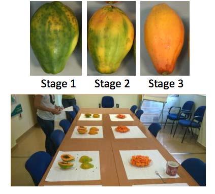 Experiencias en el cultivo de la papaya