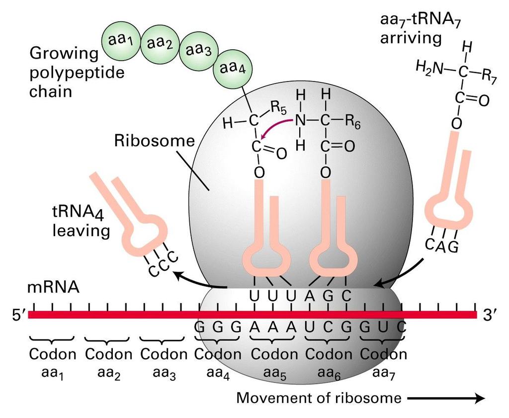 TRADUCCIÓN - SINTESIS DE PROTEINAS La síntesis proteica ocurre de modo semejante en todas las células El ADN porta la información para la síntesis proteica en una secuencia de nucleótidos El ARNm